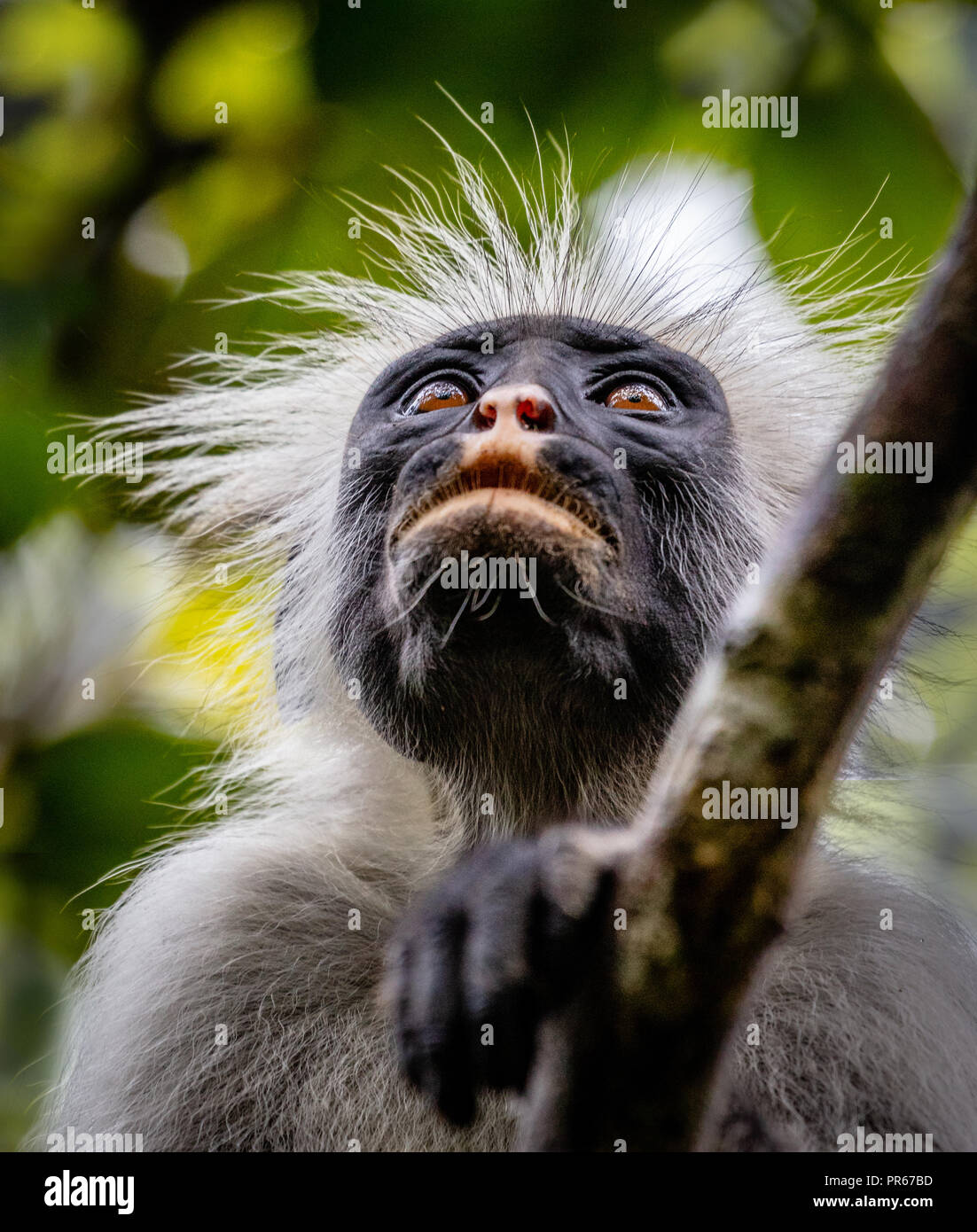 Red Colobus Monkey Procolobus kirkii alla foresta di Jozani sull isola di Zanzibar Africa orientale Foto Stock