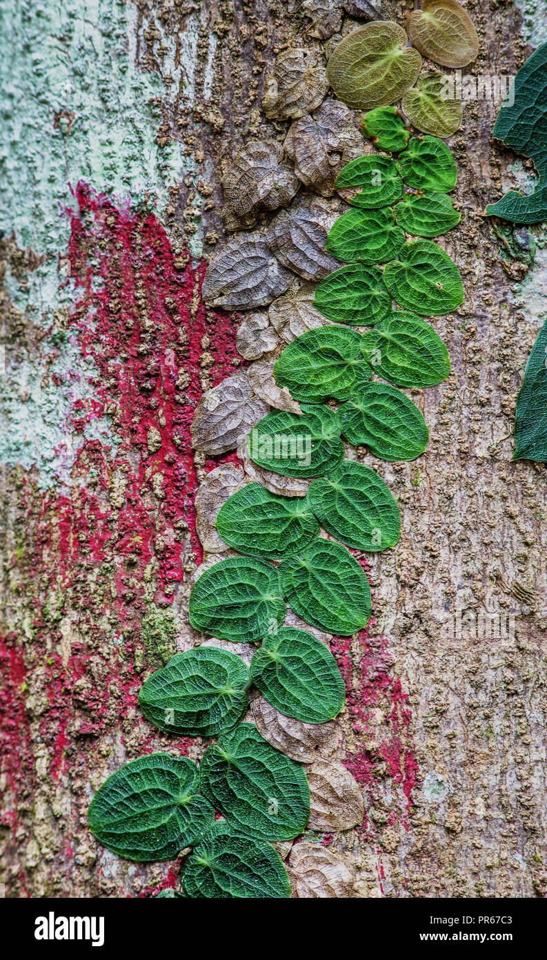 Foglie appiattita di una vite rampicante attaccato al colorato lichen coperto il tronco di un albero di foresta nella Danum Valley Borneo Foto Stock