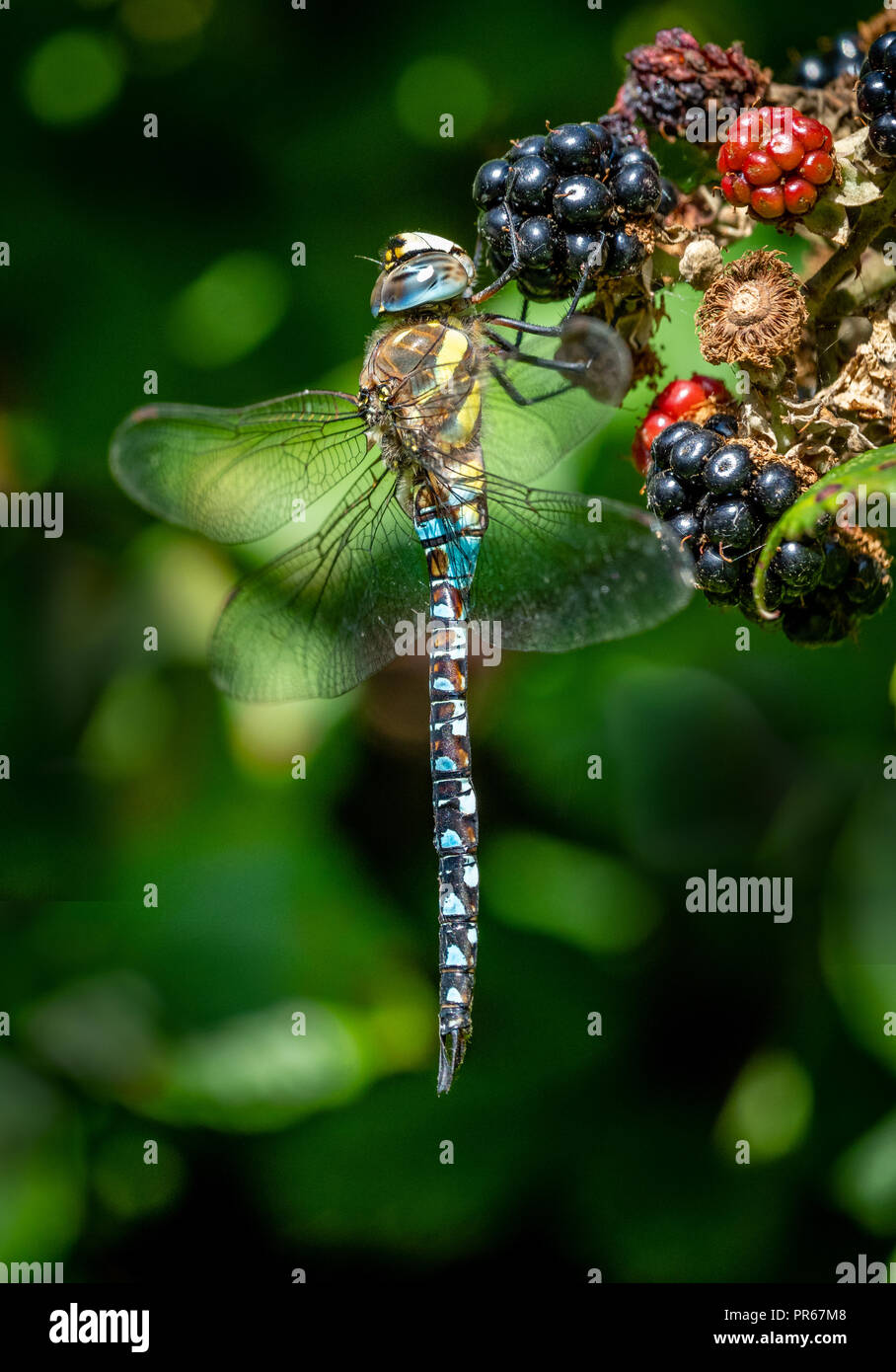 MIgrant hawker maschio (Aeshna mixta) su blackberry, Berrow Dune, Somerset. Foto Stock