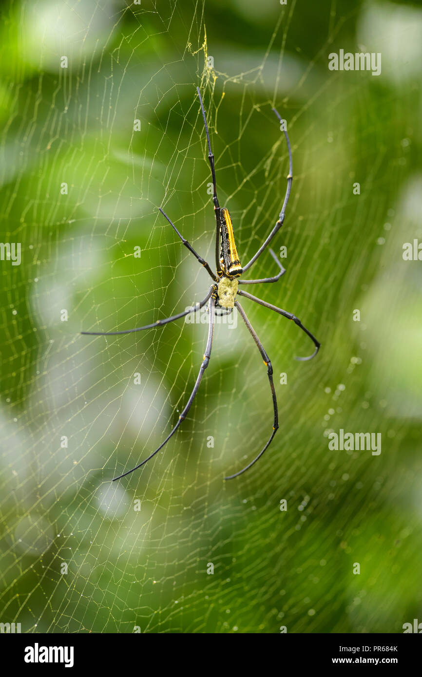 Woodspider gigante - Nephila pilipes, grande e colorata spider dal sud-est asiatico di foreste e boschi. Foto Stock