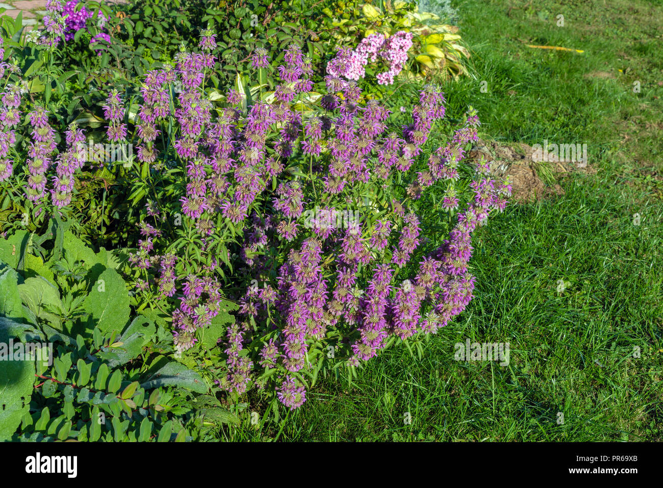Monard arlecchino fiori nel giardino estivo, paesaggio naturale design e il giardinaggio Foto Stock