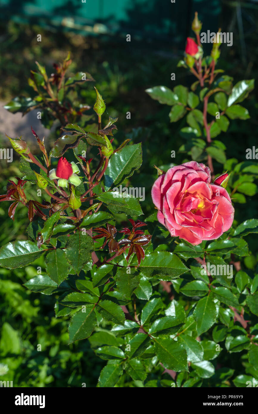 Fiori di colore rosso scuro rose con gocce di rugiada su petali di fiori nel giardino estivo, paesaggio naturale design e il giardinaggio Foto Stock
