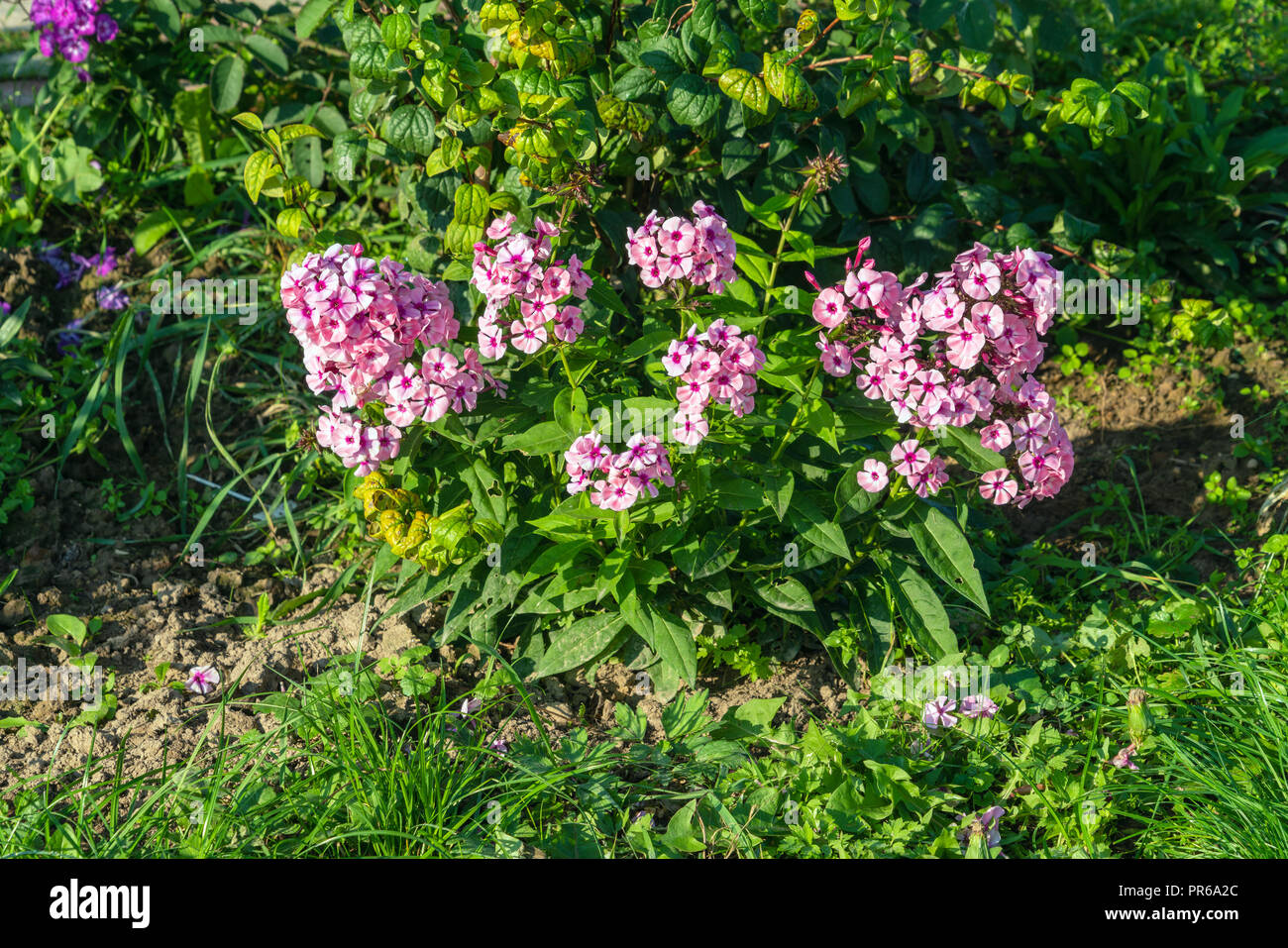 Phlox paniculata fiori di colore rosa nel giardino estivo, paesaggio naturale design e il giardinaggio Foto Stock