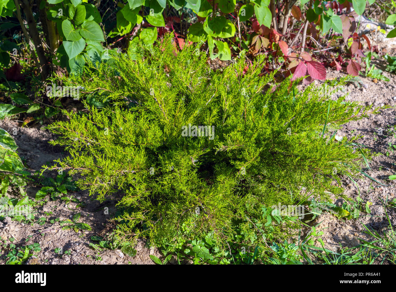 Giovani evergreen cosacco juniper nel giardino estivo, paesaggio naturale design e il giardinaggio Foto Stock