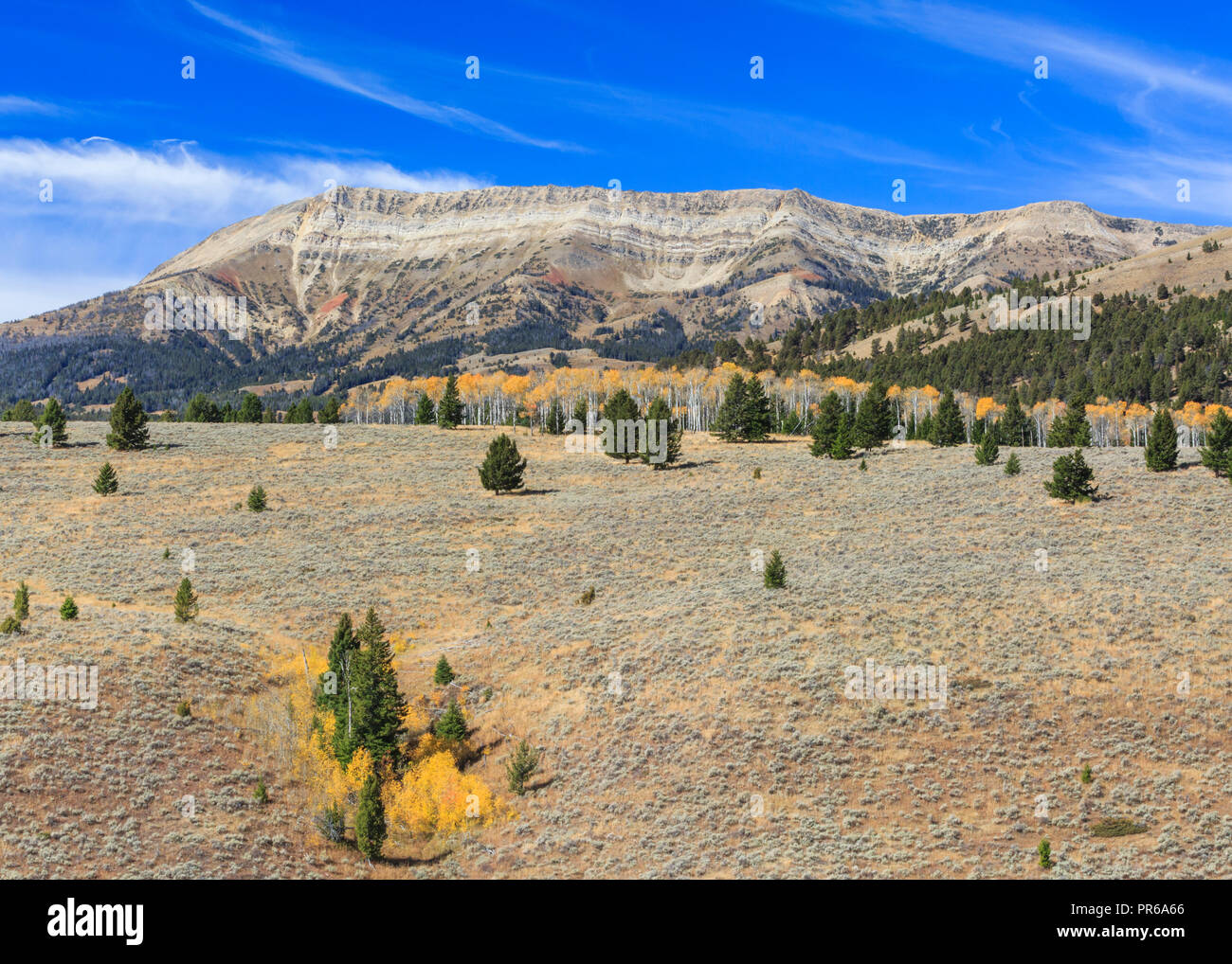 Aspen in autunno a colori al di sotto di hogback montagna nella gamma snowcrest vicino ontano, montana Foto Stock