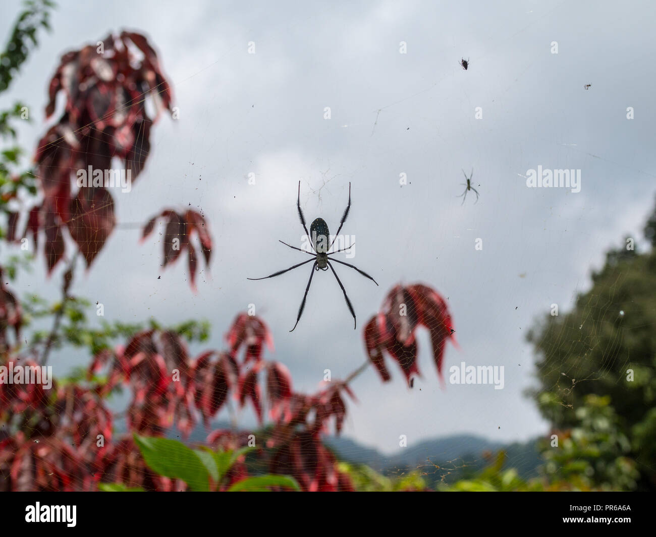 Spider silhouette in un sito web Foto Stock