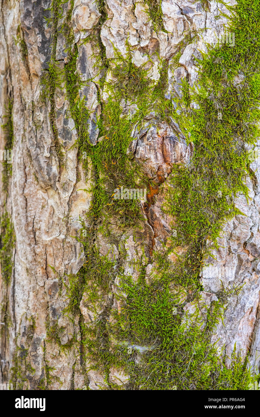 Moss aggrappato a un albero in una foresta boreale in Ontario in Canada. Foto Stock