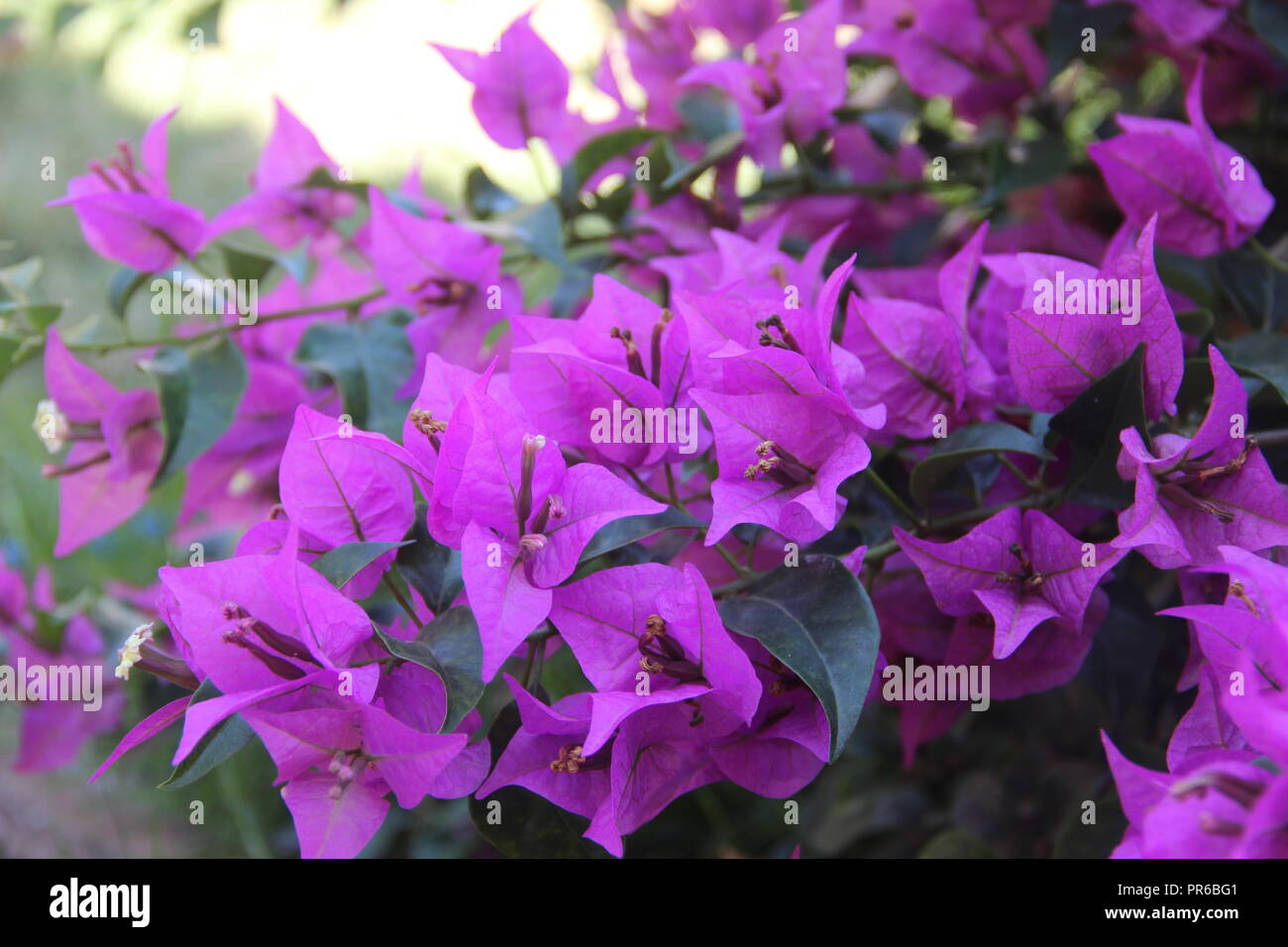 Bella e seducente fiori nel centro di Giava, in Indonesia Foto Stock