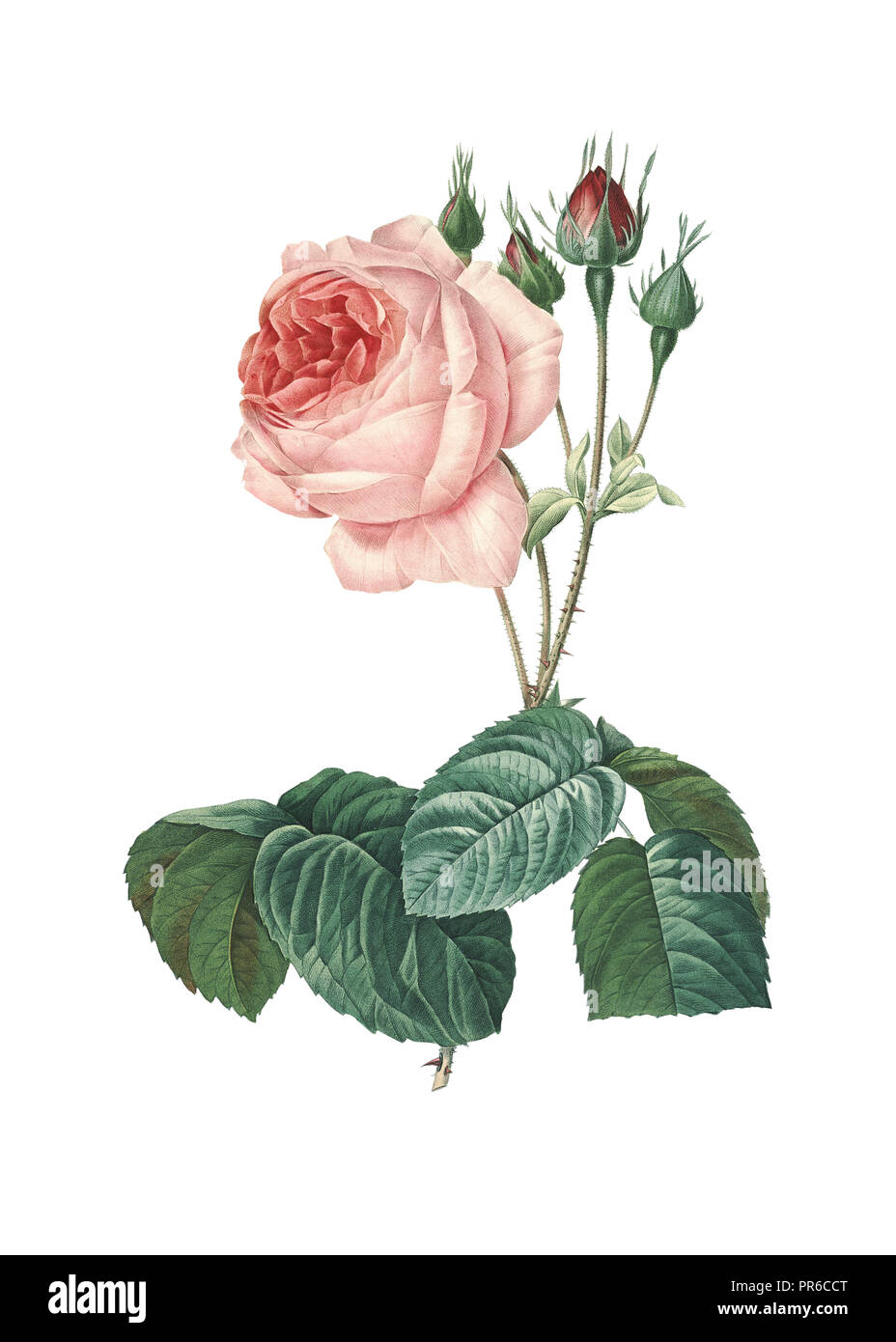 Xix secolo illustrazione di un rosa centifolia bullata. Incisione di Pierre-Joseph Redoute. Pubblicato in Choix Des plus belles Fleurs, Parigi (1827). Foto Stock