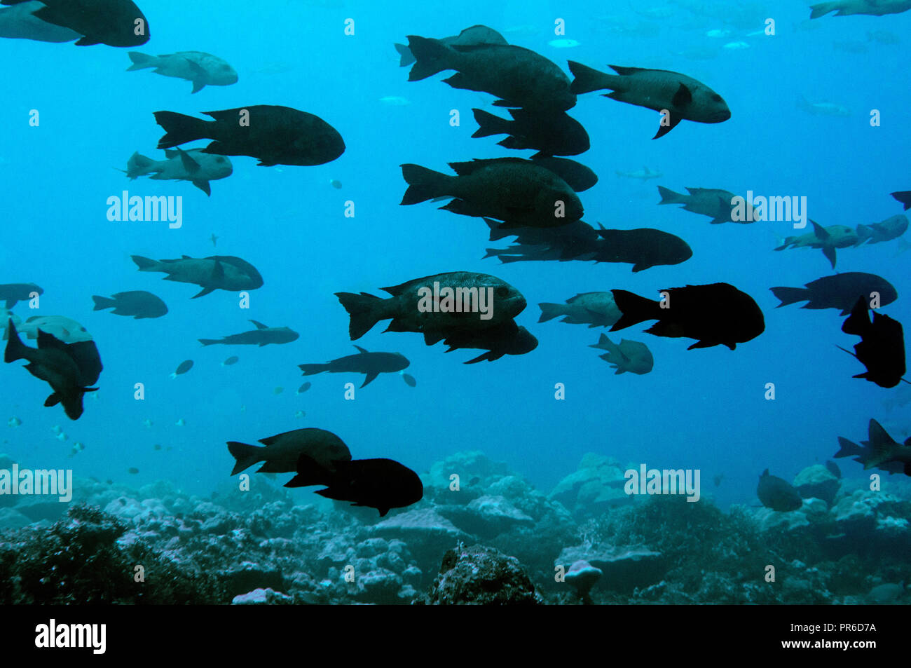Scuola di black snapper, Macolor niger, Pohnpei, Stati Federati di Micronesia Foto Stock