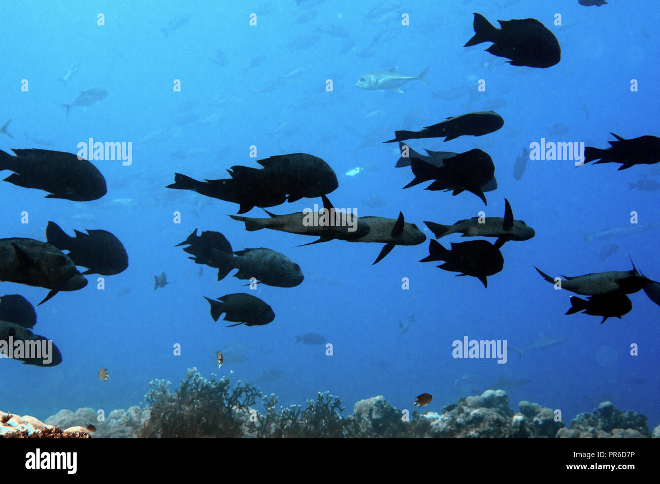 Scuola di black snapper, Macolor niger, Pohnpei, Stati Federati di Micronesia Foto Stock