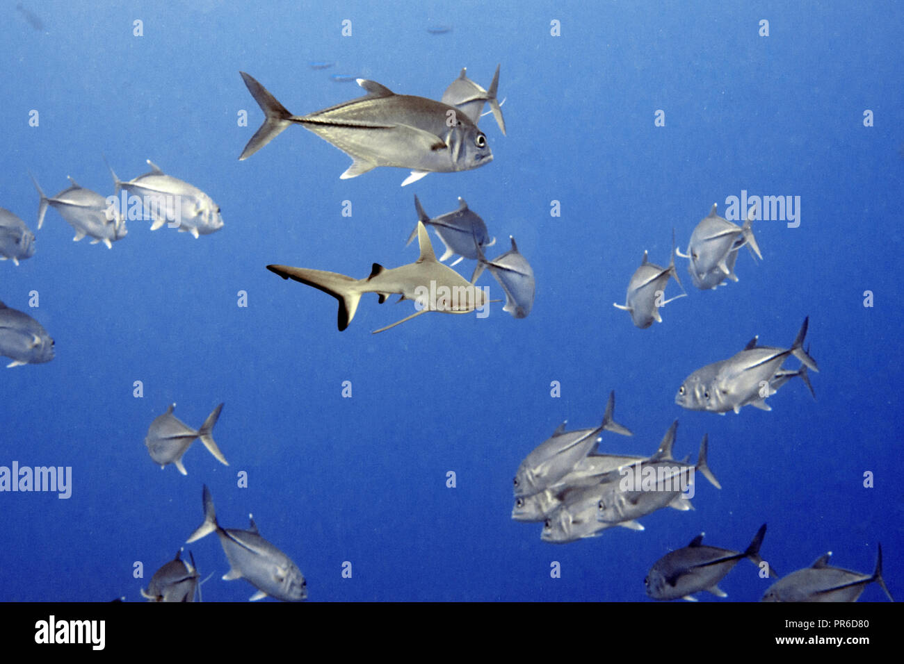 Grey Reef shark Carcharhinus amblyrhynchos, nuotate con una scuola di carangidi obeso, Caranx sexfasciatus, Pohnpei, Stati Federati di Micronesia Foto Stock