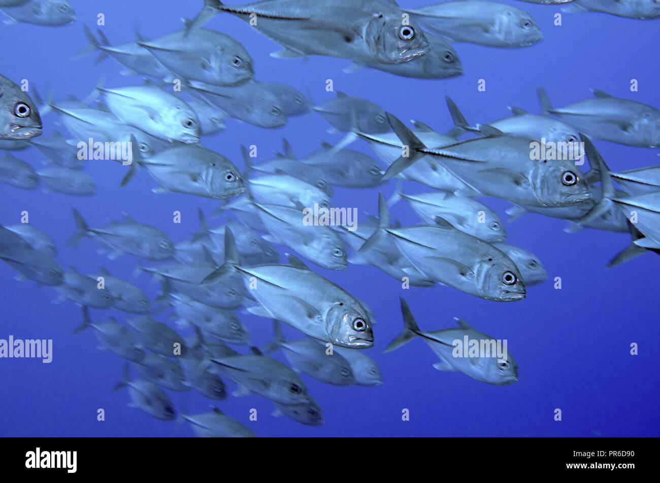 Scuola di carangidi obeso, Caranx sexfasciatus, Pohnpei, Stati Federati di Micronesia Foto Stock