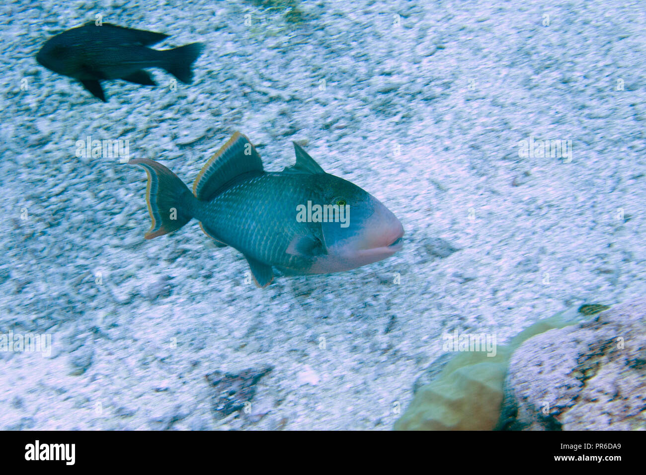 Margine giallo pesci balestra, Pseudobalistes flavimarginatus, Pohnpei, Stati Federati di Micronesia Foto Stock
