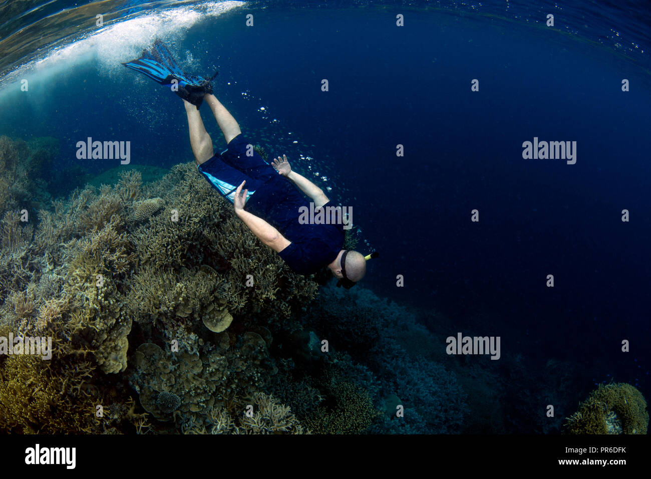 Snorkeler presso un incontaminato Coral reef, Pohnpei, Stati Federati di Micronesia Foto Stock