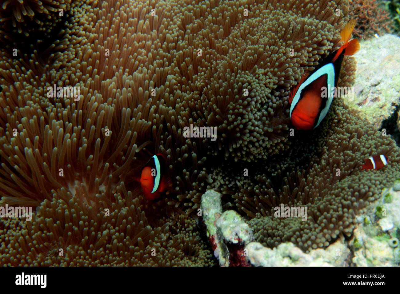 Il pomodoro clownfish, Amphiprion frenatus, nella sua anemone marittimo, Pohnpei, Stati Federati di Micronesia Foto Stock