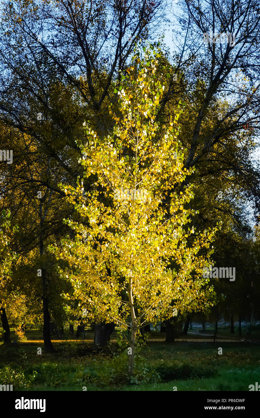 Un Yellow Poplar Tree cattura i caldi raggi del sole in autunno, nel parco Natalka di Kiev, Ucraina Foto Stock