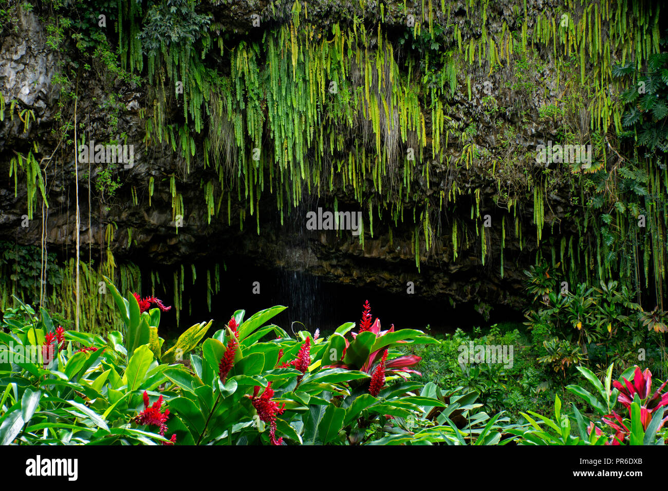 La Grotta delle Felci, Kauai, Hawaii, STATI UNITI D'AMERICA Foto Stock