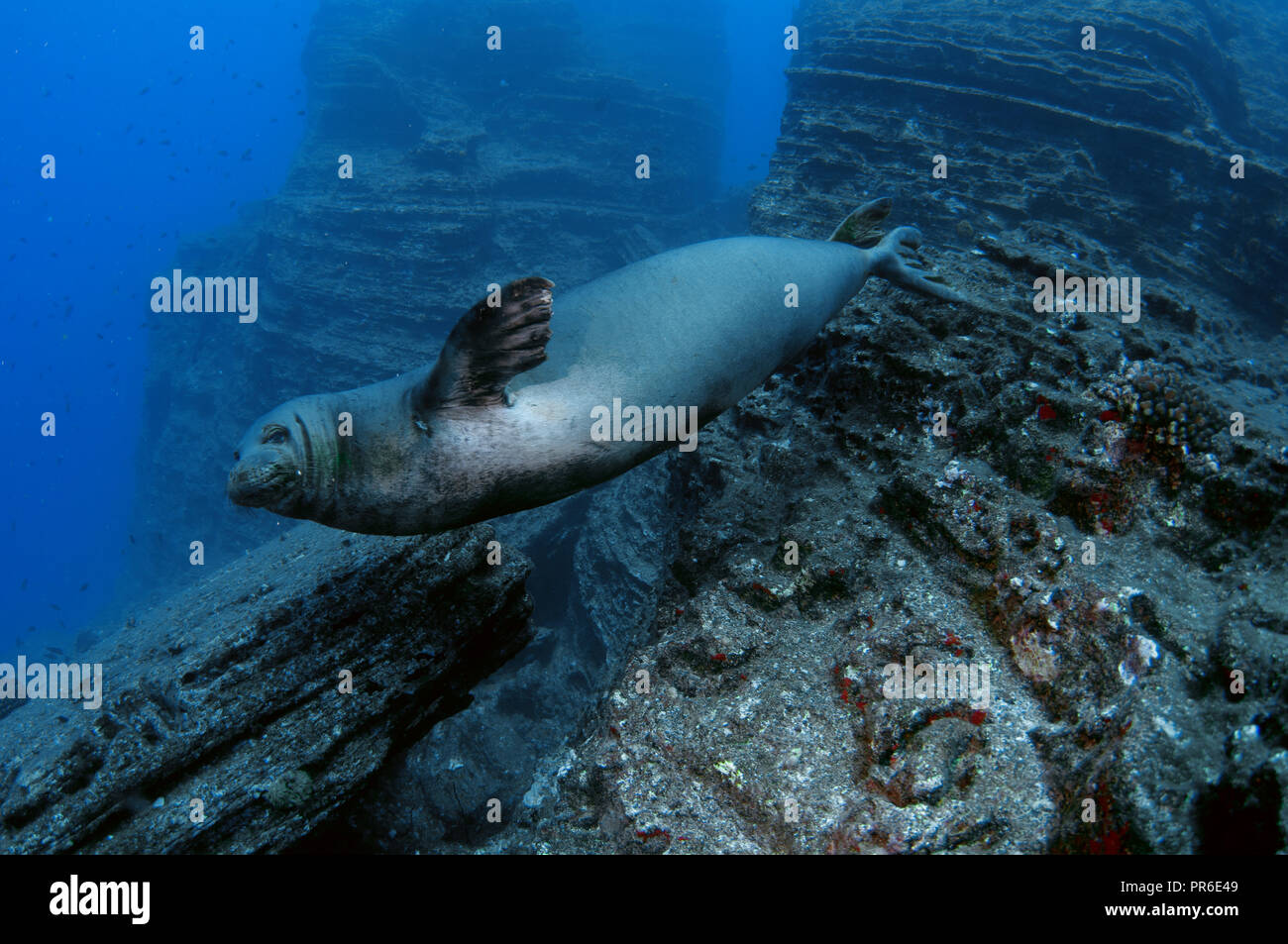 Hawaiian foca monaca, Neomonachus schauinslandi, specie in via di estinzione, Lehua Isola, Niihau, Hawaii, STATI UNITI D'AMERICA Foto Stock