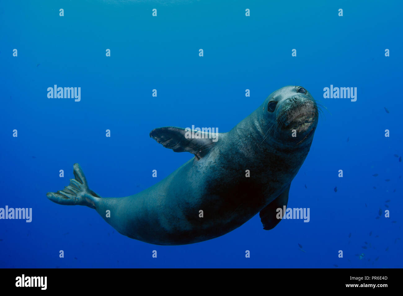 Hawaiian foca monaca, Neomonachus schauinslandi, specie in via di estinzione, Lehua Isola, Niihau, Hawaii, STATI UNITI D'AMERICA Foto Stock