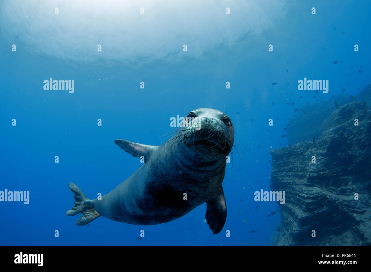 Hawaiian foca monaca, Neomonachus schauinslandi, specie in via di estinzione, Lehua Isola, Niihau, Hawaii, STATI UNITI D'AMERICA Foto Stock