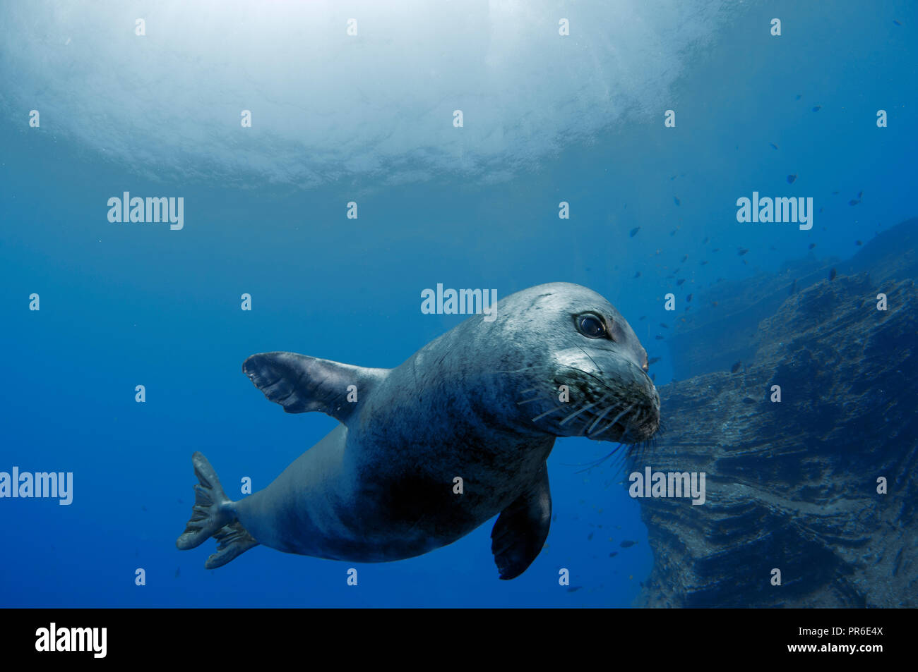 Hawaiian foca monaca, Neomonachus schauinslandi, specie in via di estinzione, Lehua Isola, Niihau, Hawaii, STATI UNITI D'AMERICA Foto Stock