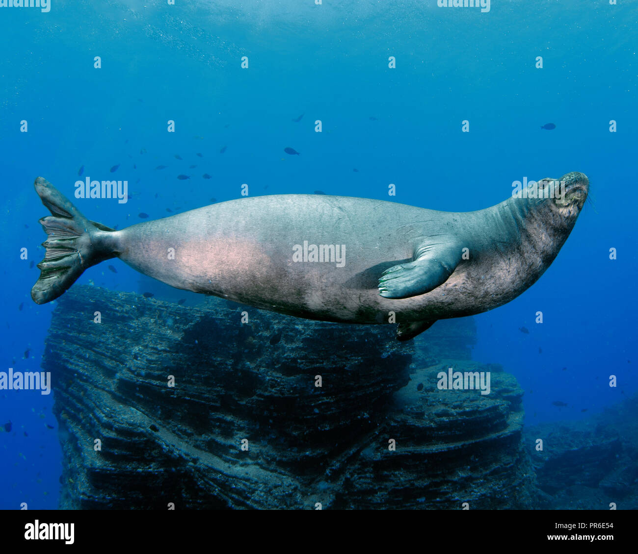 Hawaiian foca monaca, Neomonachus schauinslandi, specie in via di estinzione, Lehua Isola, Niihau, Hawaii, STATI UNITI D'AMERICA Foto Stock