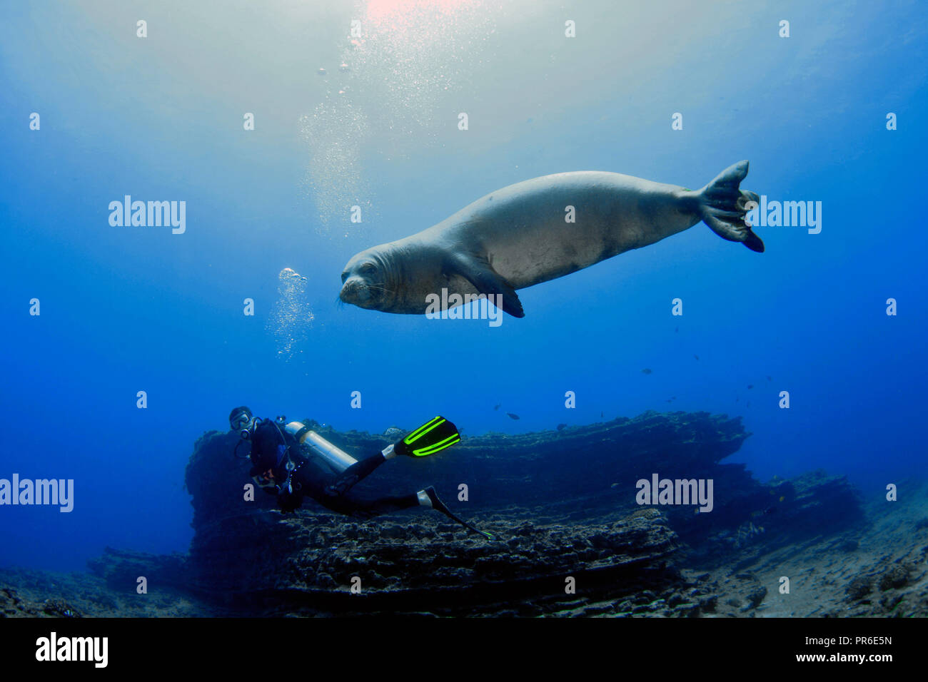 Scuba Diver osserva un Hawaiian foca monaca, Neomonachus schauinslandi, specie in via di estinzione, Lehua Isola, Niihau, Hawaii, STATI UNITI D'AMERICA Foto Stock