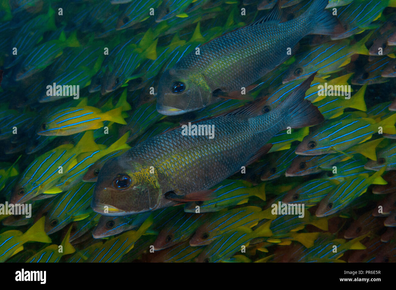 Due imperatori obeso, Monotaxis grandoculis, tra una scuola di bluestripe lutiani, Lutjanus kasmira, Poipu, Kauai, Hawaii, STATI UNITI D'AMERICA Foto Stock