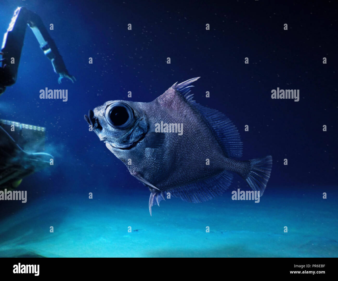 Neocyttus helgae, False boarfish, piscina vicino al veicolo sommergibile. Deep Sea Fish che vive tra 900 e 1800 m di profondità in prossimità di sottomarini. Foto Stock