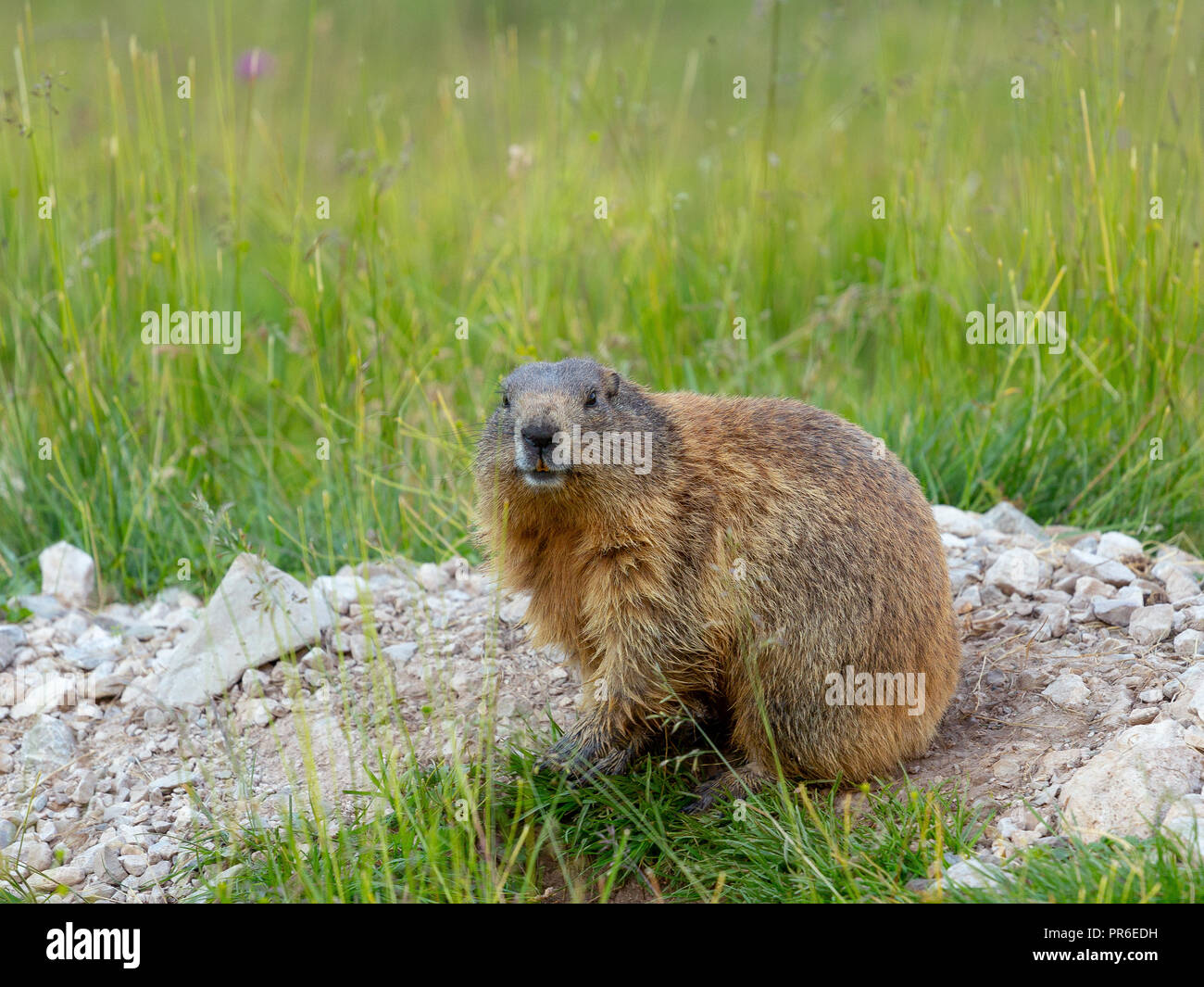 Marmota marmota. La marmotta delle Alpi. Le Dolomiti. La fauna alpina. Alpi italiane. L'Europa. Foto Stock