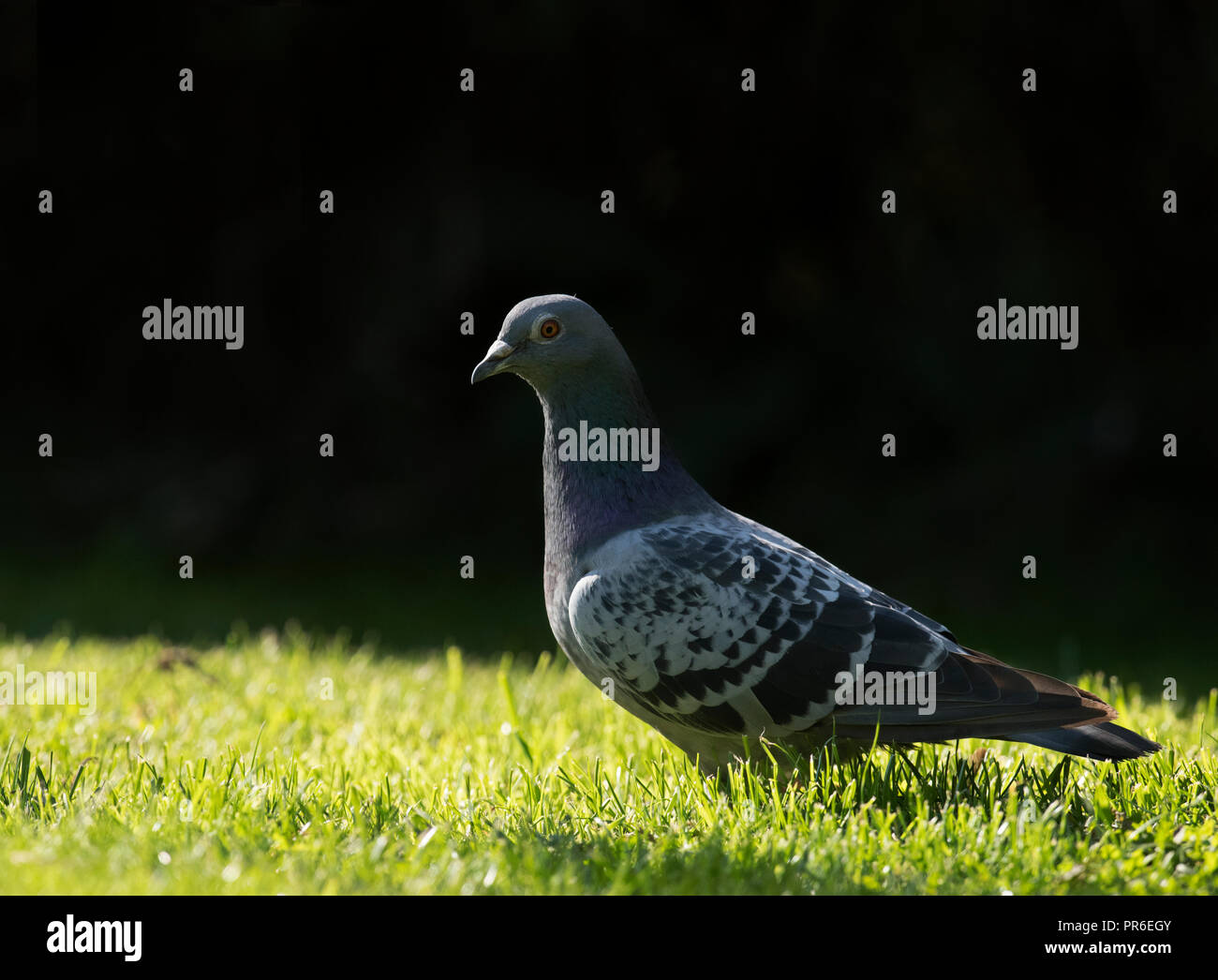 Una colomba di roccia (Columba livia) sul terreno in un giardino Warwickshire Foto Stock