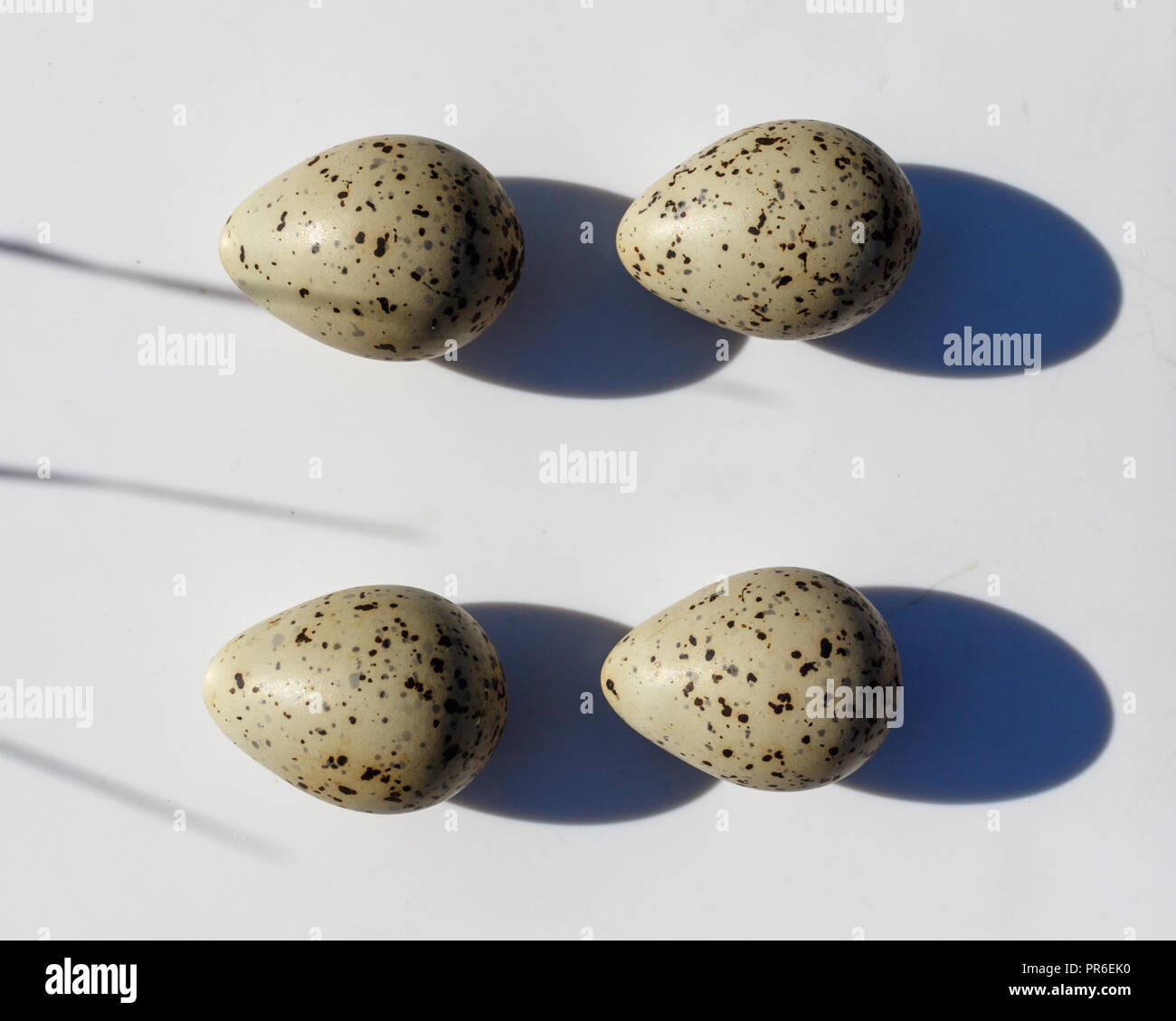 Charadrius dubius. Le uova del piccolo inanellato Plover davanti a uno sfondo bianco, isolata. Foto Stock