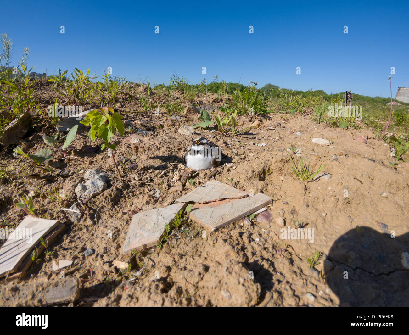 Charadrius dubius. Il nido del piccolo inanellato Plover in natura. Foto Stock