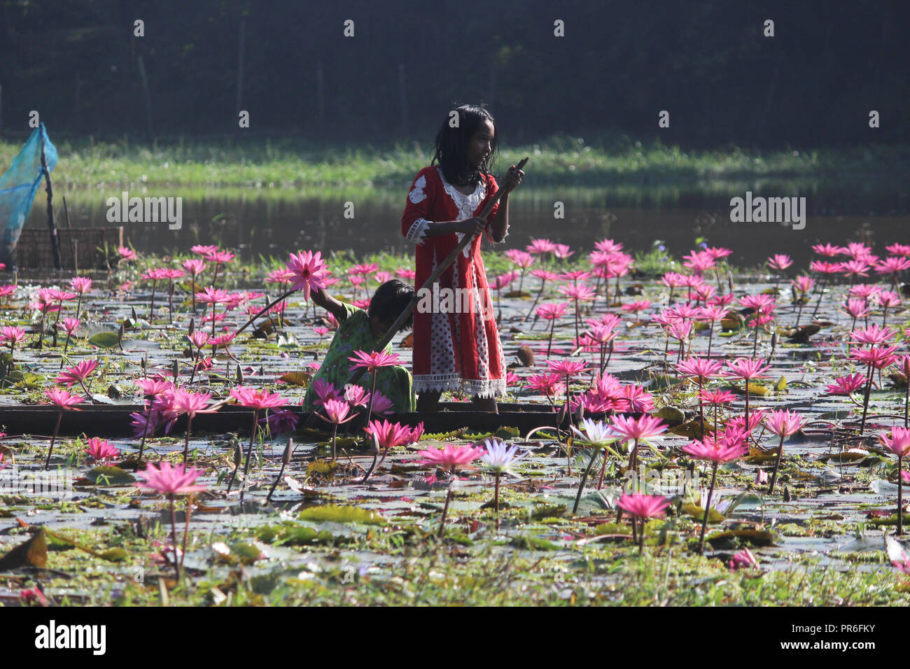 Ninfee 07november2017,i bambini del Bangladesh raccolgono ninfee di acqua rossa dalle zone umide di Narayangong. © Nazmul Islam/Alamy live news Foto Stock