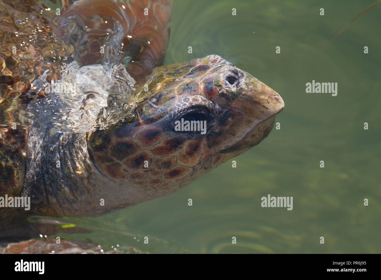 Turtle coming up per aria in laguna a Argostoli, Kafalonia, Grecia Foto Stock