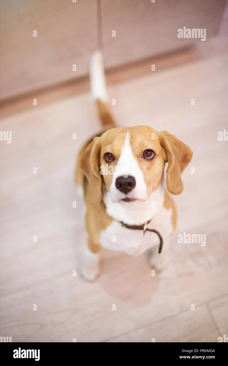 Un cane beagle seduto sul pavimento pulito sopra vista superiore Foto Stock