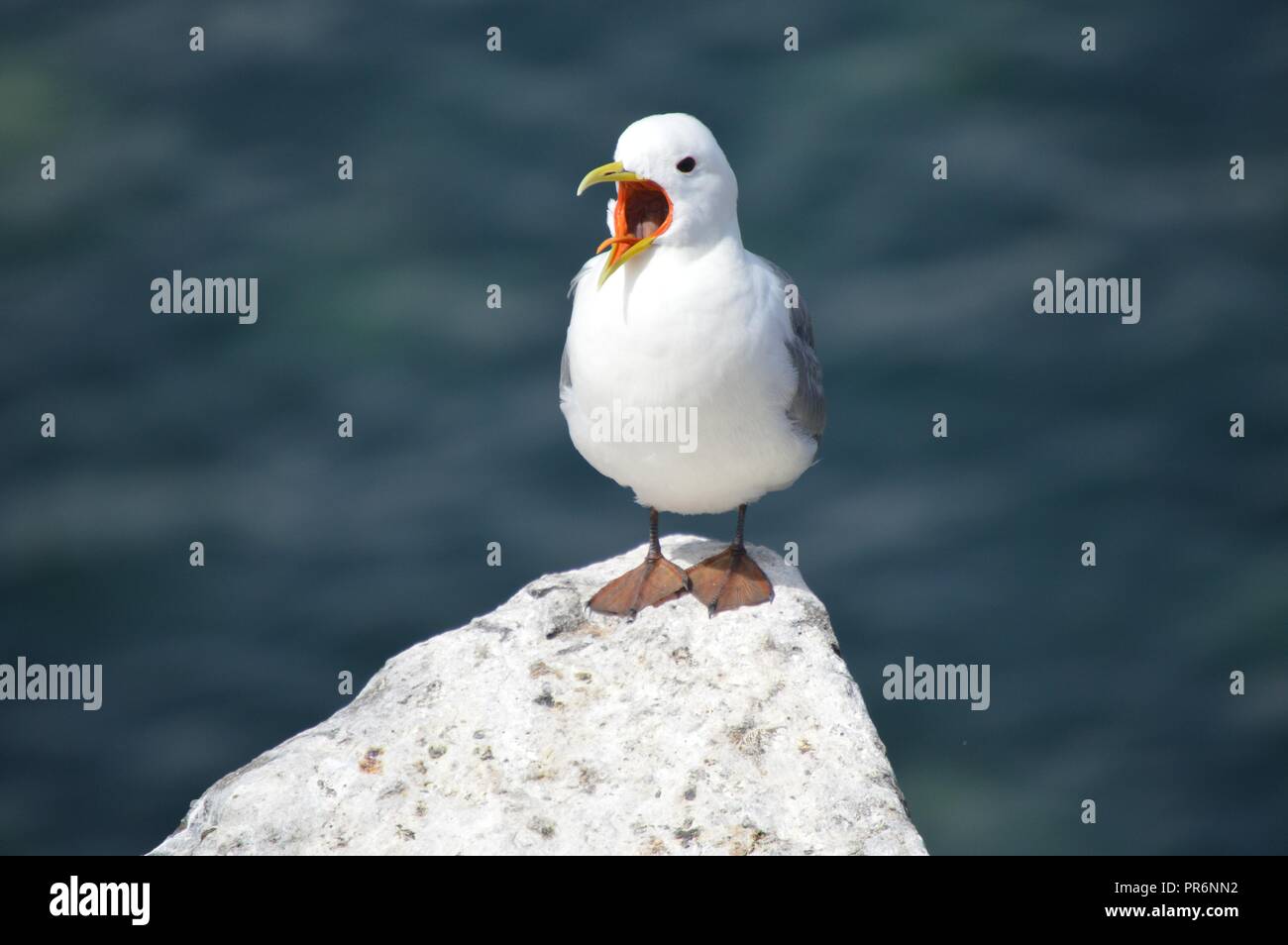 Chiamando Kittiwake Foto Stock