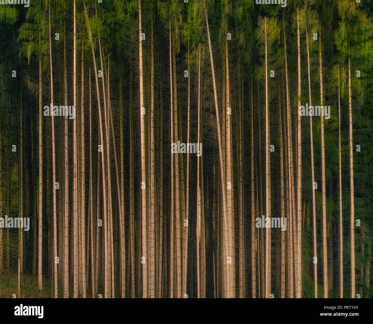 ARTE CONTEMPORANEA: Foresta delle tenebre Foto Stock