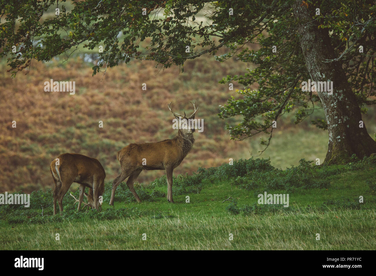 Cervi cervi nei boschi in Scozia in autunno, REGNO UNITO Foto Stock