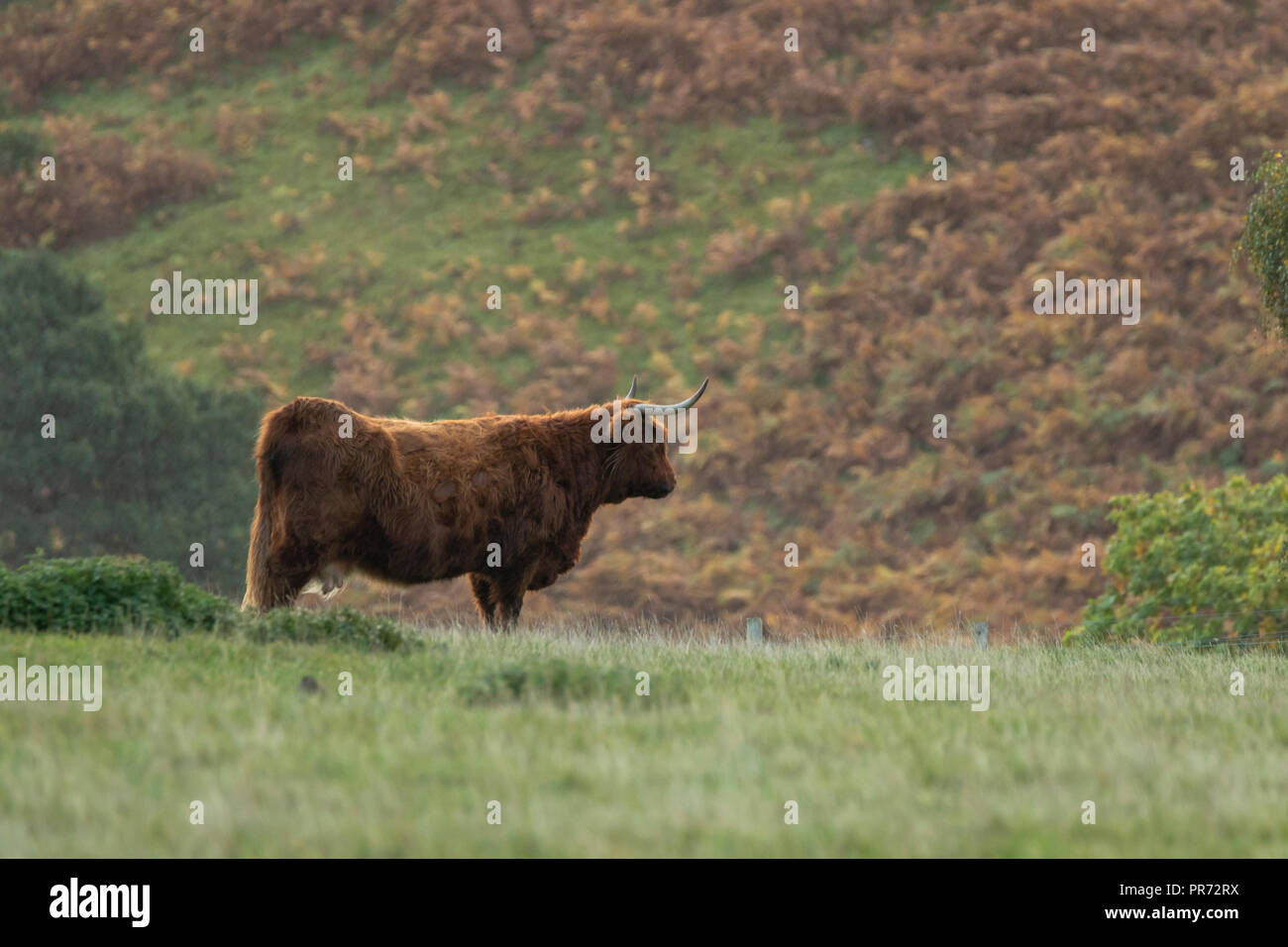Scottish highland cow bull in campo, Scotland Regno Unito Foto Stock