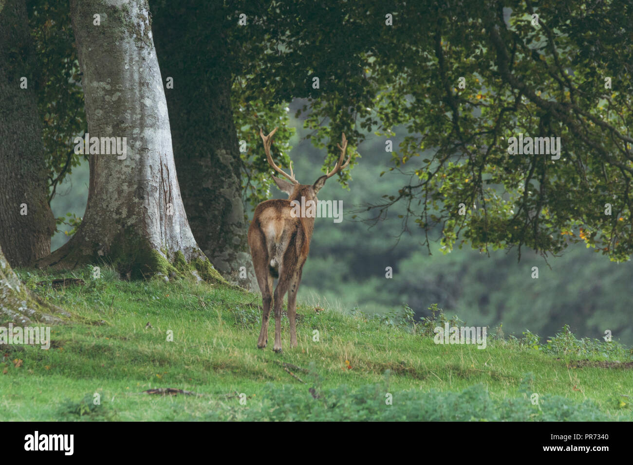 Cervi cervi nei boschi in Scozia in autunno, REGNO UNITO Foto Stock