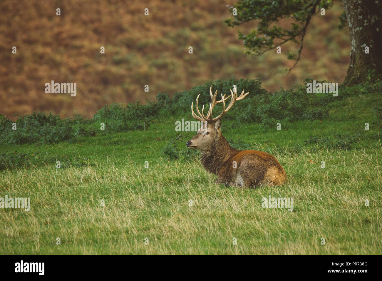Stag Cervo Rosso in campo in Scozia, Regno Unito Foto Stock