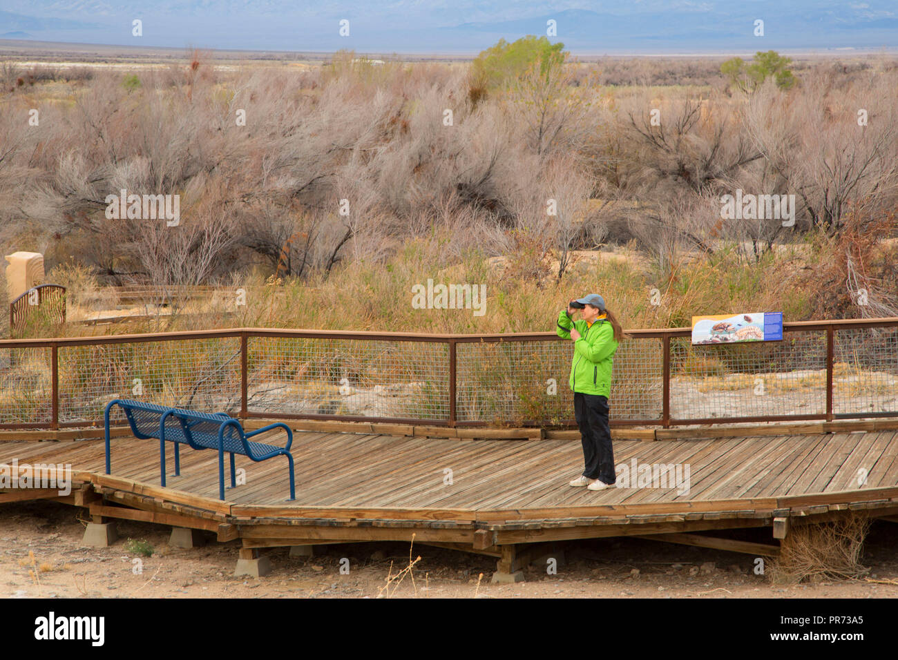 Punto di Rocks Trail boardwalk escursionista con il binocolo, prati di cenere National Wildlife Refuge, Nevada Foto Stock