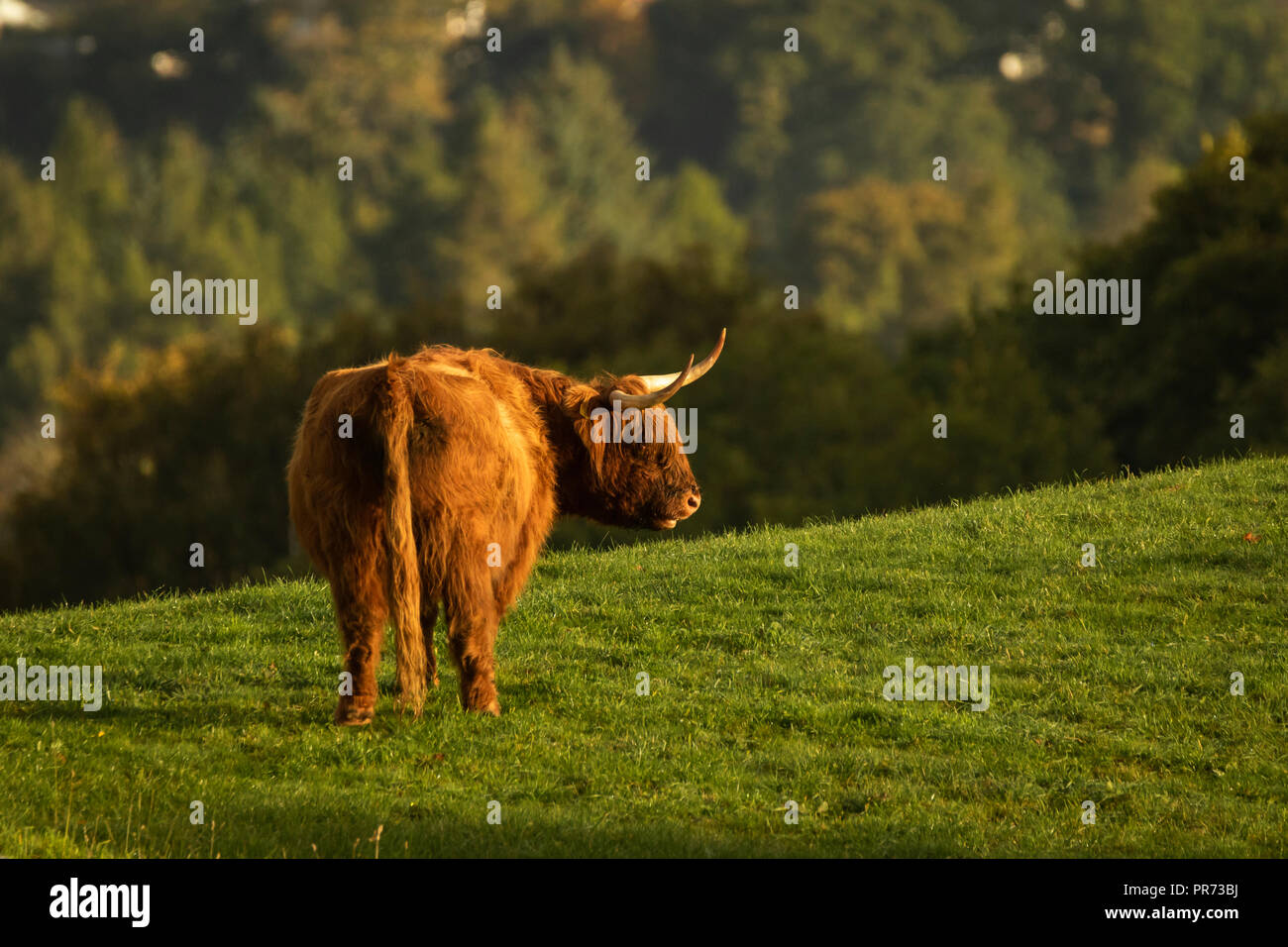 Scottish highland cow bull in campo, Scotland Regno Unito Foto Stock