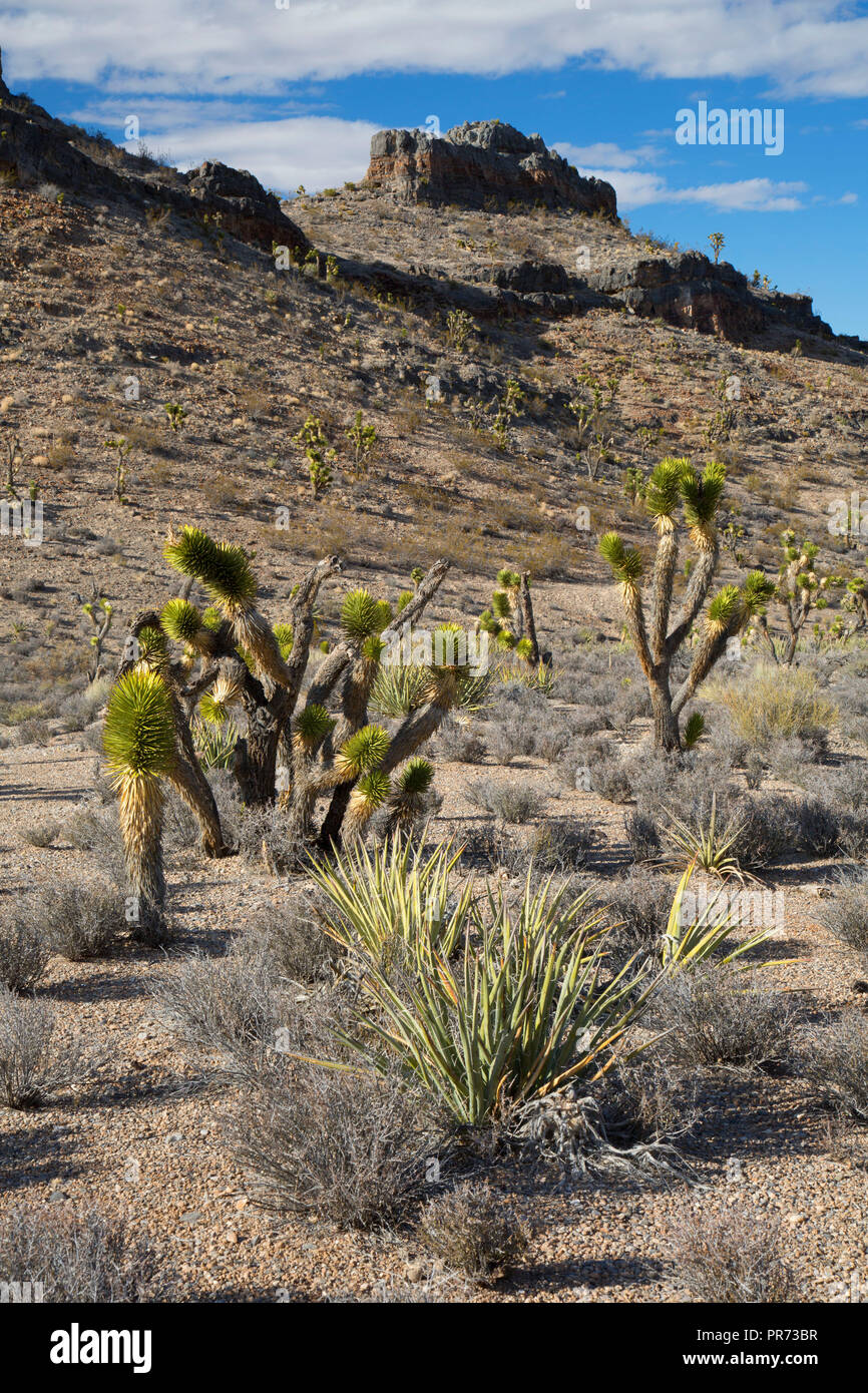 Vista del deserto, il Red Rock Canyon National Conservation Area, Mt. Charleston Scenic Byway, Nevada Foto Stock