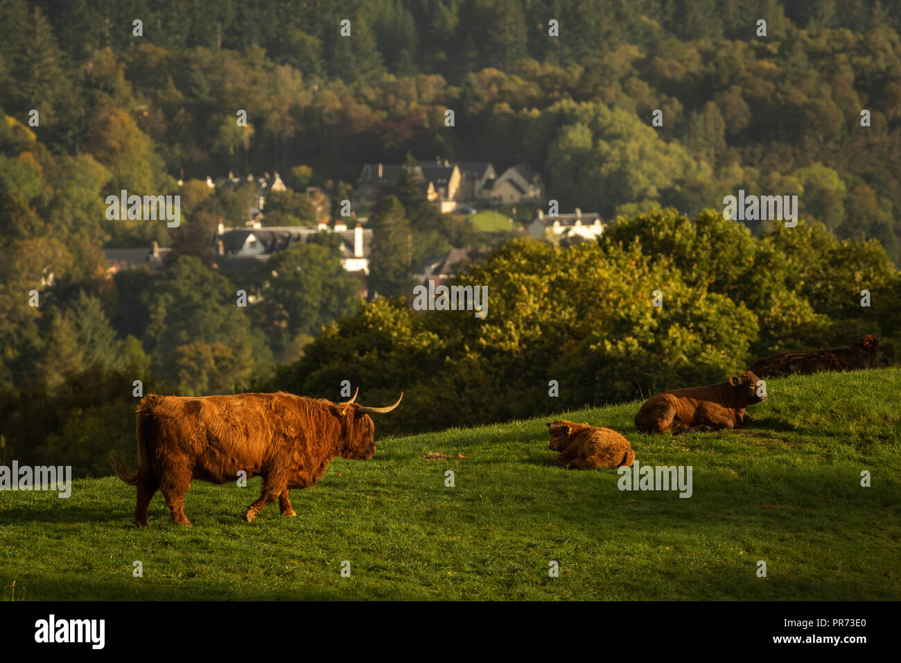 Risultati immagini per highland scozzesi