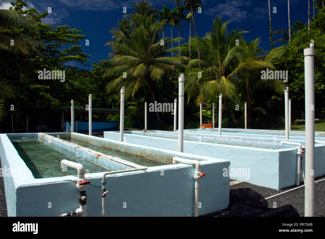 Acquacoltura vasche di pesci di Marine e Istituto Ambientale di Pohnpei, Stati Federati di Micronesia Foto Stock