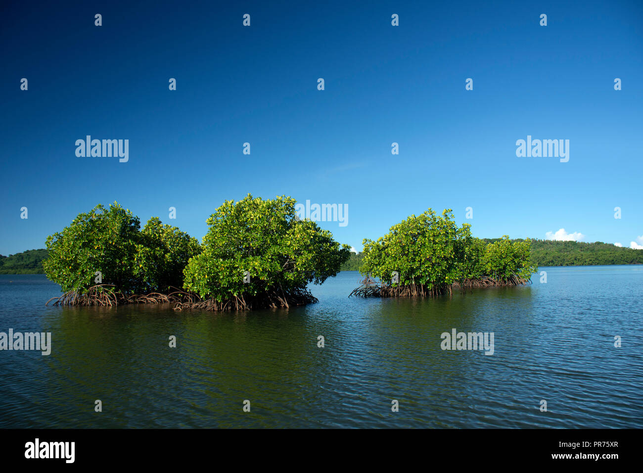 Le mangrovie nella laguna di Pohnpei, Stati Federati di Micronesia Foto Stock