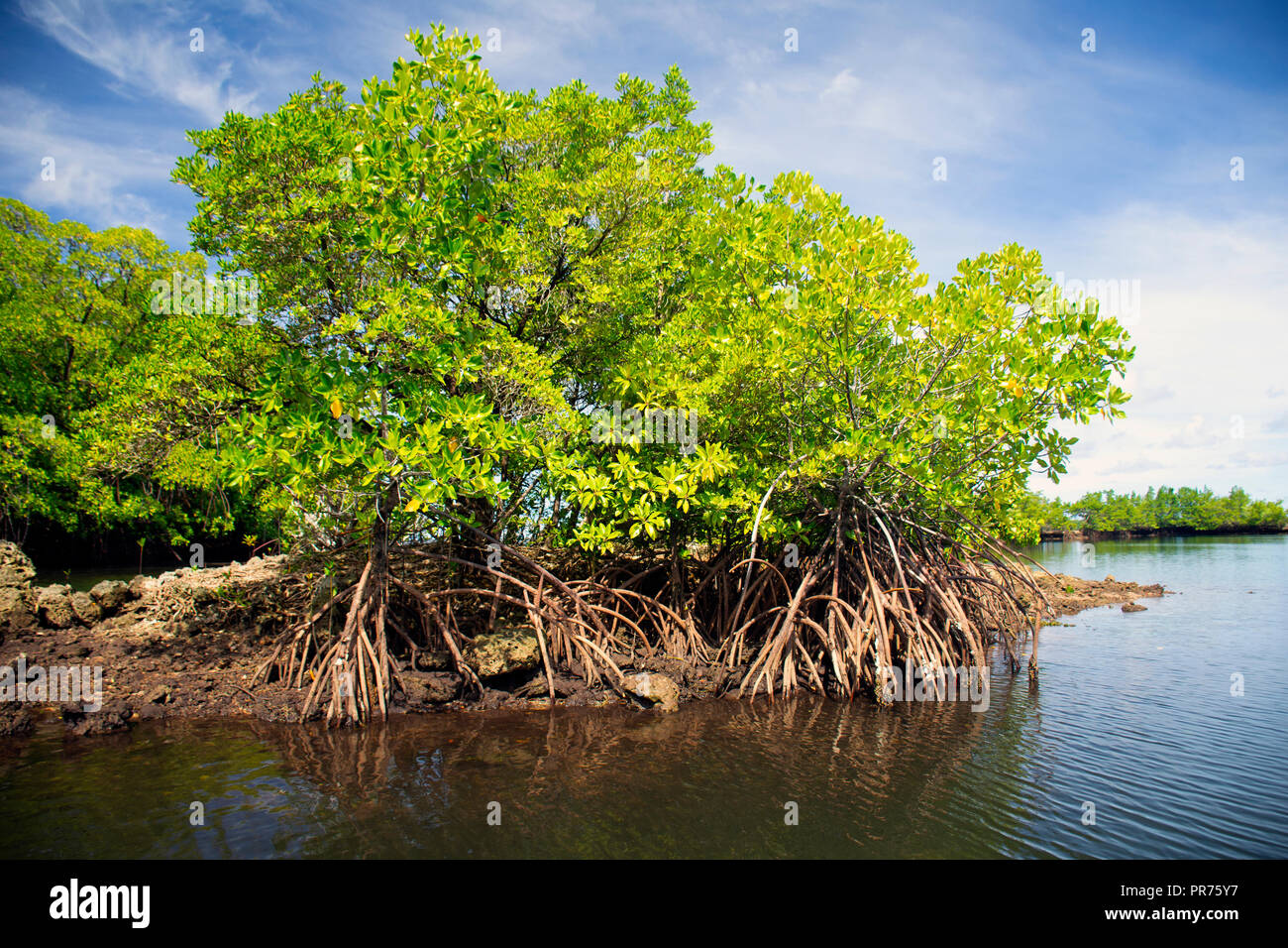 Le mangrovie nella laguna di Pohnpei, Stati Federati di Micronesia Foto Stock